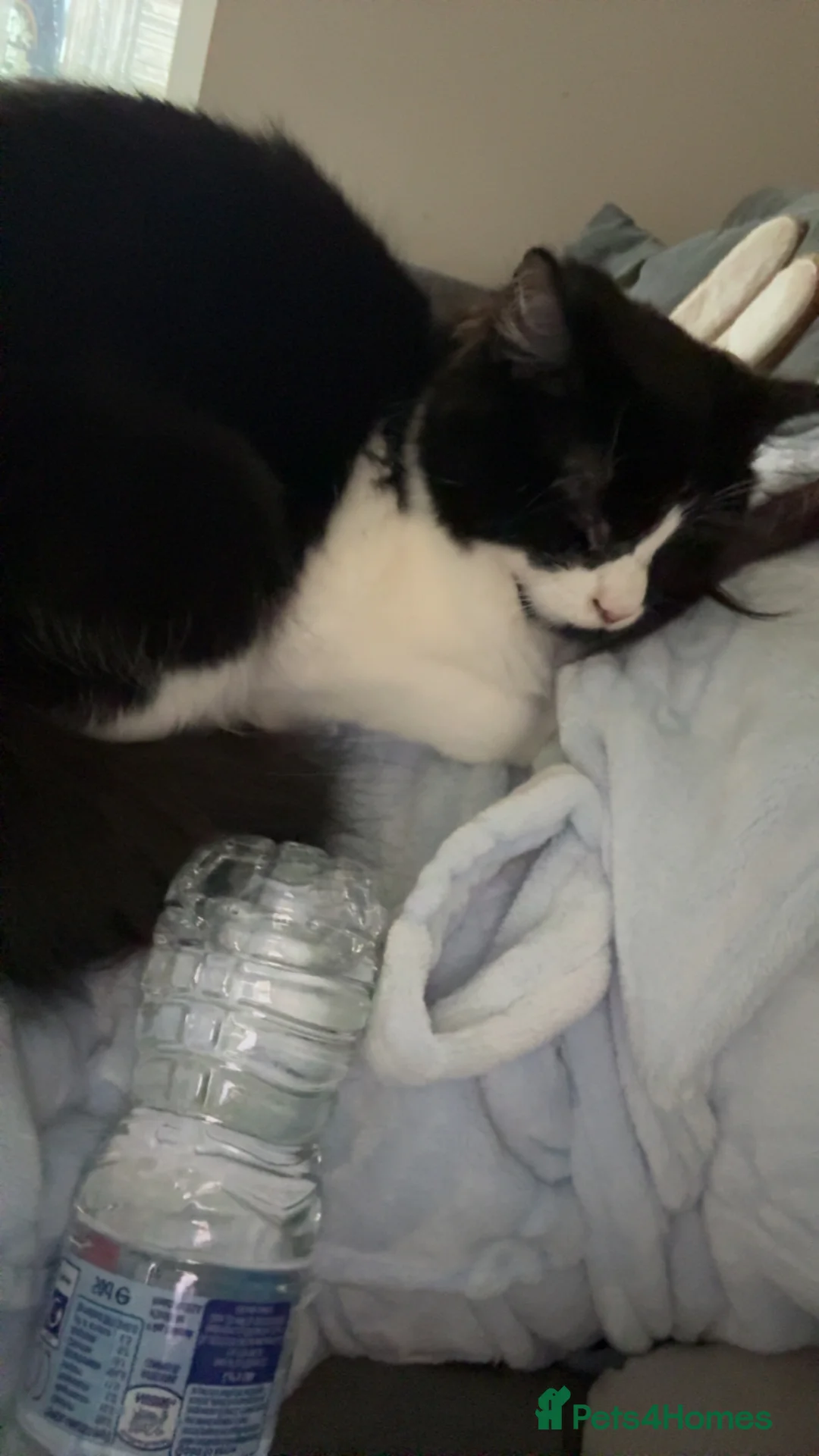 Mixed Breed cats for sale: Two female cats- they’re sisters. - Advert 1