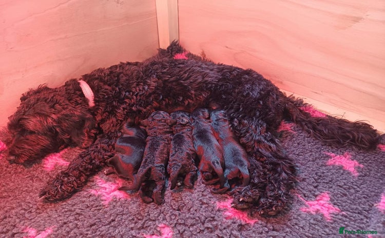 Cockapoo dogs - Advert 5