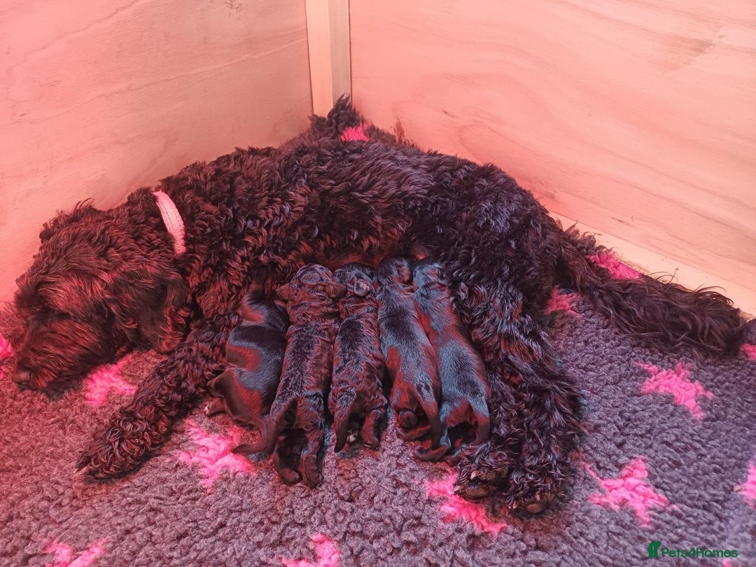 Cockapoo dogs for sale: ✨ F2 Cockapoo Puppies – Ready mid Nov ✨ - Image 1