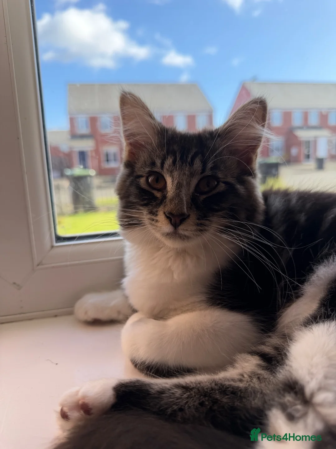 Mixed Breed cats for sale: Ragdoll x Bengall - Advert 2