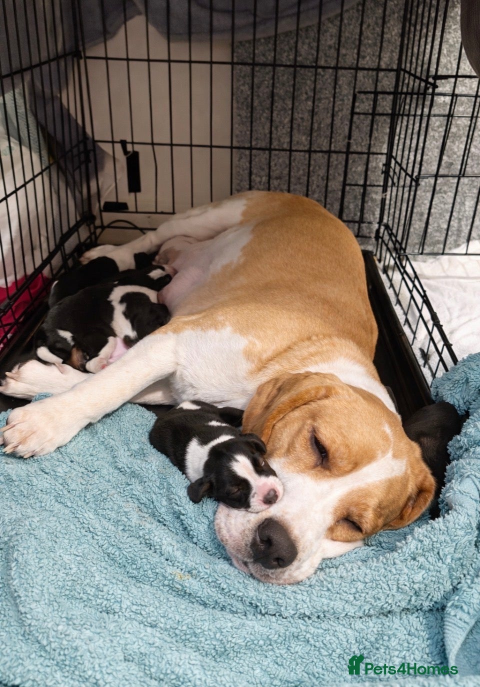 Beagle dogs 2 Femals Beagles Available  - Advert 1