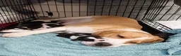 Beagle dogs for sale: 2 Femals Beagles Available  - Advert 1