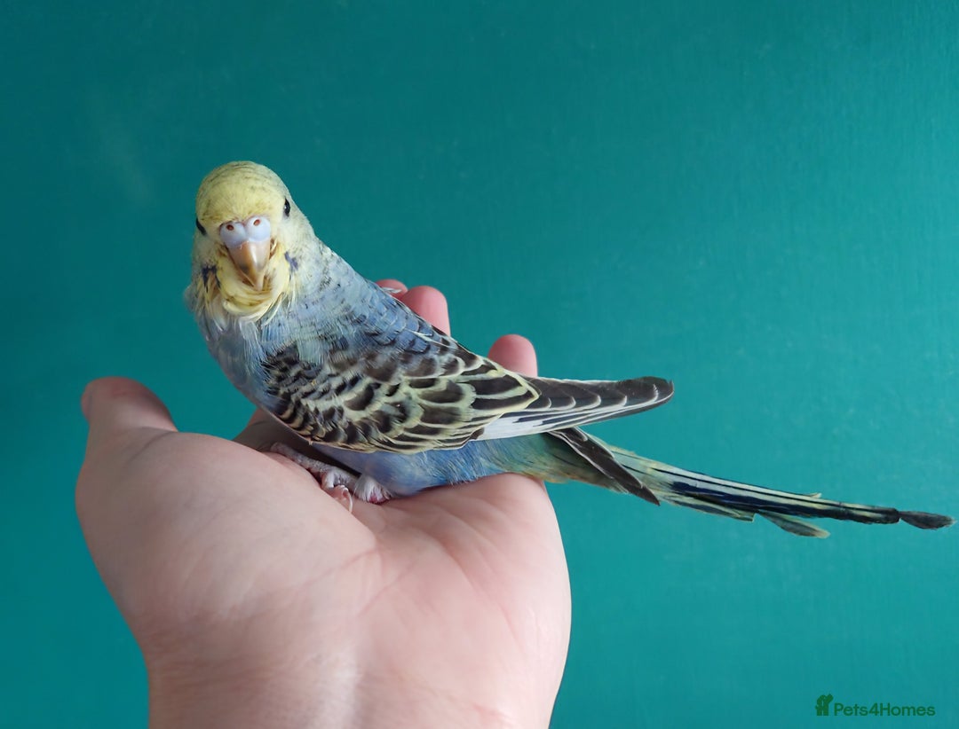 Budgerigars birds for sale: Budgies for sale  - Image 5