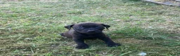 Staffordshire Bull Terrier dogs for sale: Gorgeous Staffordshire bullterrier pups - Advert 9