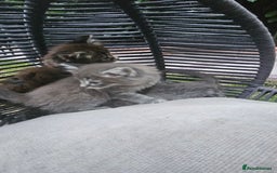 Persian cats for sale: Very beatifull perian kittens - Image 15