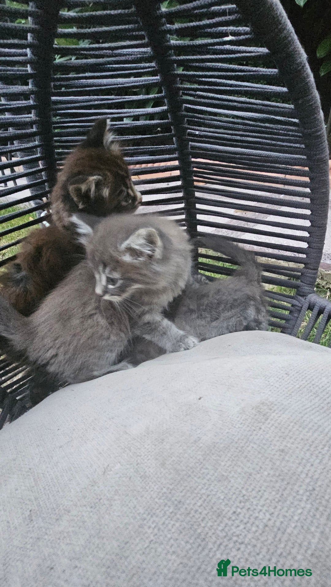 Persian cats for sale: Very beatifull perian kittens - Image 15