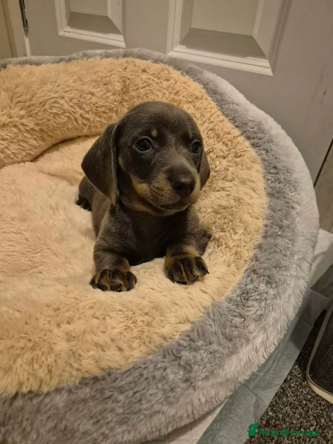 Miniature Dachshund dogs for sale: KC Dachshund puppies  - Advert 12