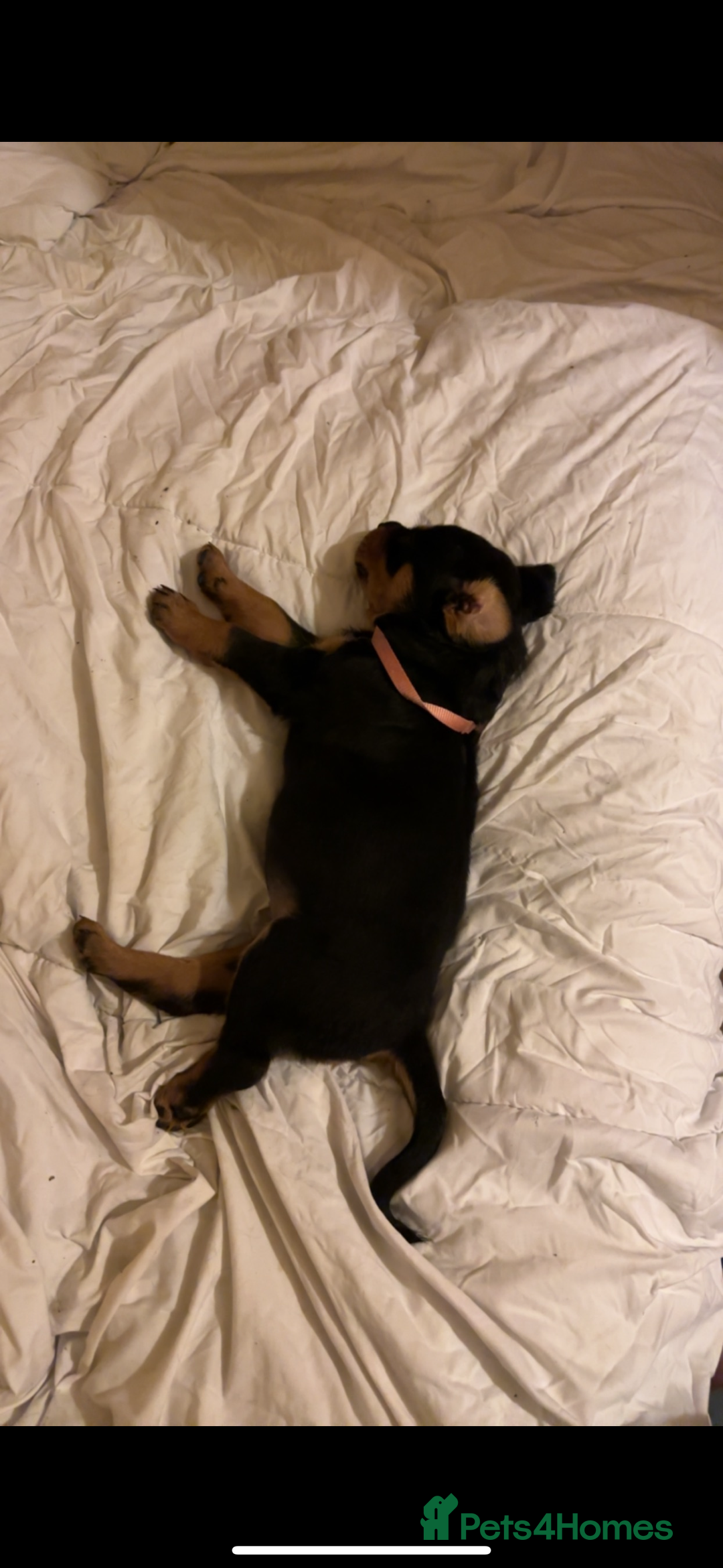 Rottweiler dogs for stud: My Roxy Rottweiler for stud  - Advert 3