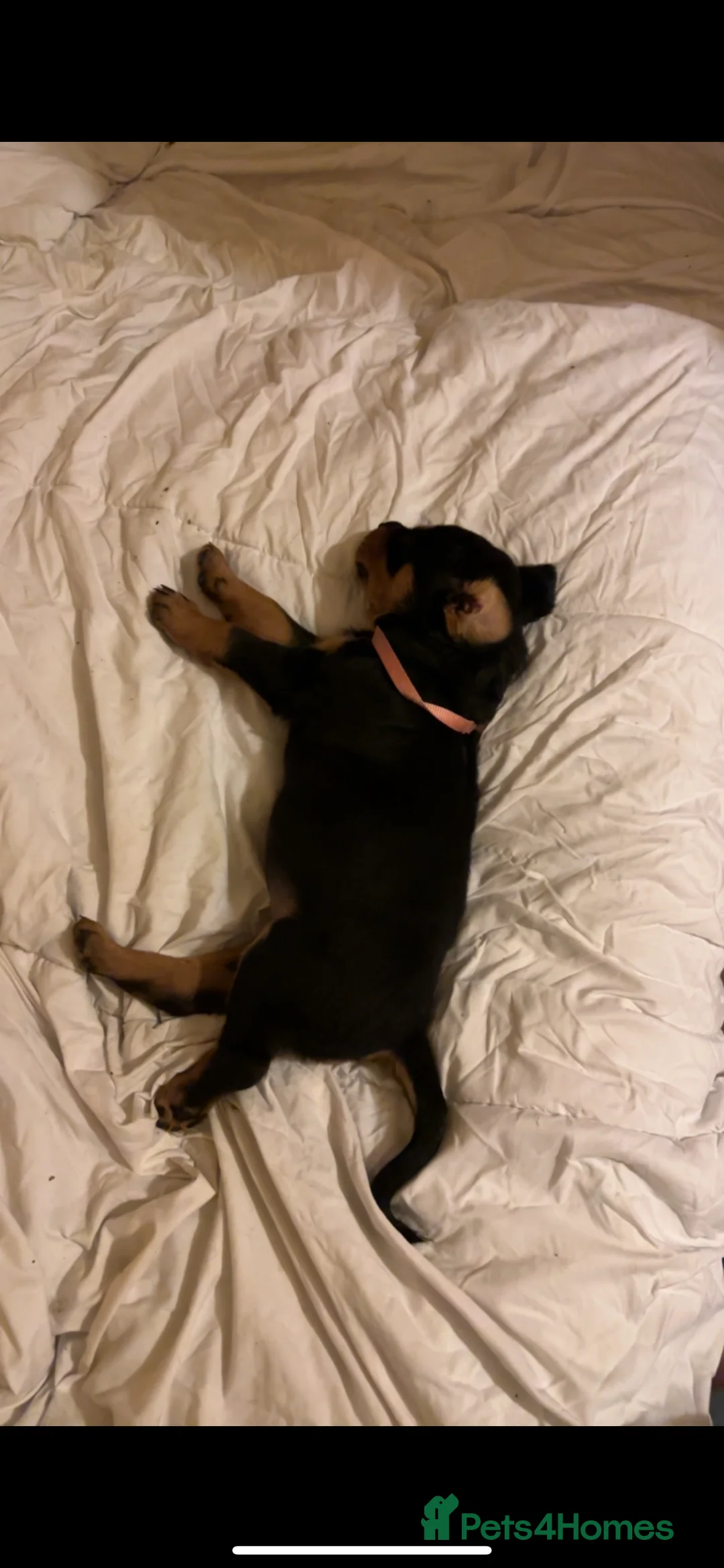 Rottweiler dogs for stud: My Roxy Rottweiler for stud  - Advert 3