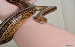 Corn Snake reptiles for sale: Mix of beautiful colourful corn snakes for sale - Image 14