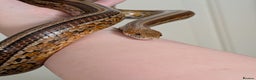 Corn Snake reptiles for sale: Mix of beautiful colourful corn snakes for sale - Advert 14