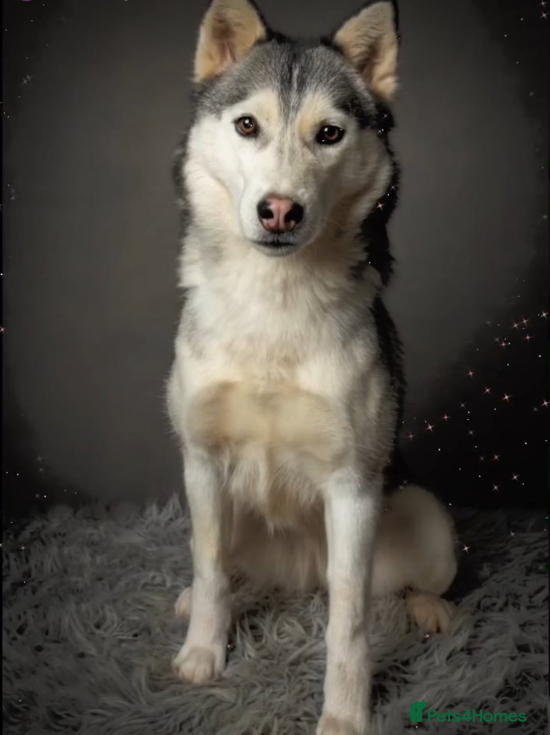 Siberian Husky dogs for sale: 4 pups left! - Advert 3