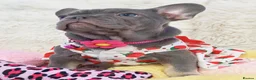 French Bulldog dogs for sale: French bulldog  - Advert 14