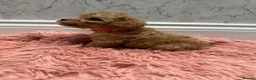 Cavapoo dogs for sale: Stunning Cavapoo Puppies - Advert 15