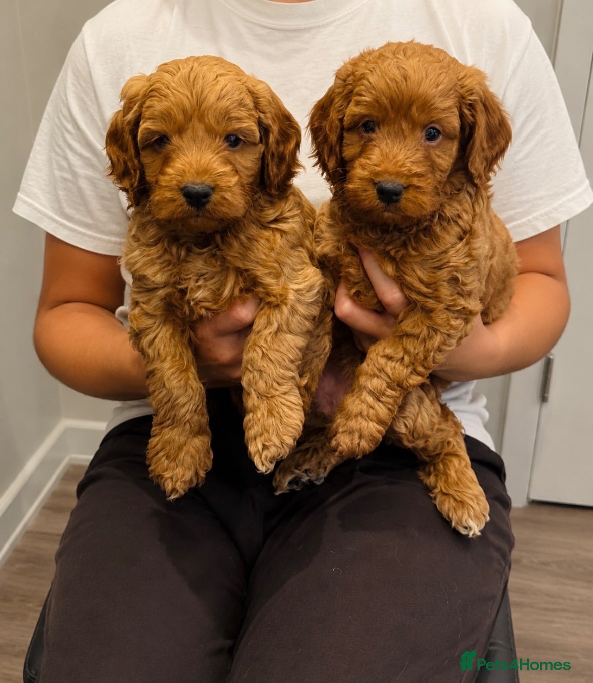 Cockapoo dogs ** F1 cockapoo puppies ** 1 boy available  - Advert 1