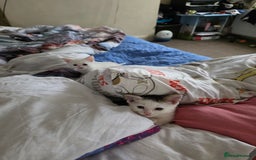 Turkish Angora cats for sale: White Turkish Angora kittens 😸 😍 ♥️  - Advert 17