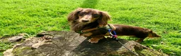 Miniature Dachshund dogs for stud: Long haired Kaneishan daschund stud  - Advert 10
