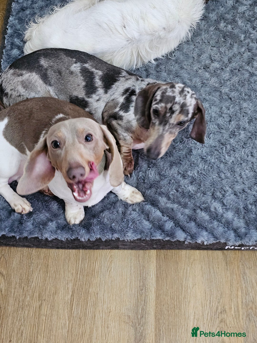 Miniature Dachshund dogs for sale: 2 miniature dachshunds must stay together - Image 14