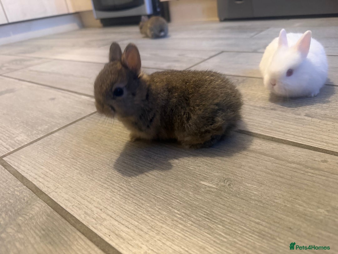 Netherland Dwarf rabbits for sale: Agouti netherland dwarf babies - Image 2