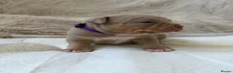 American Bully dogs for sale: 🐾Exceptional ABKC Lilac Tri Pocket Bully Puppies - Advert 6
