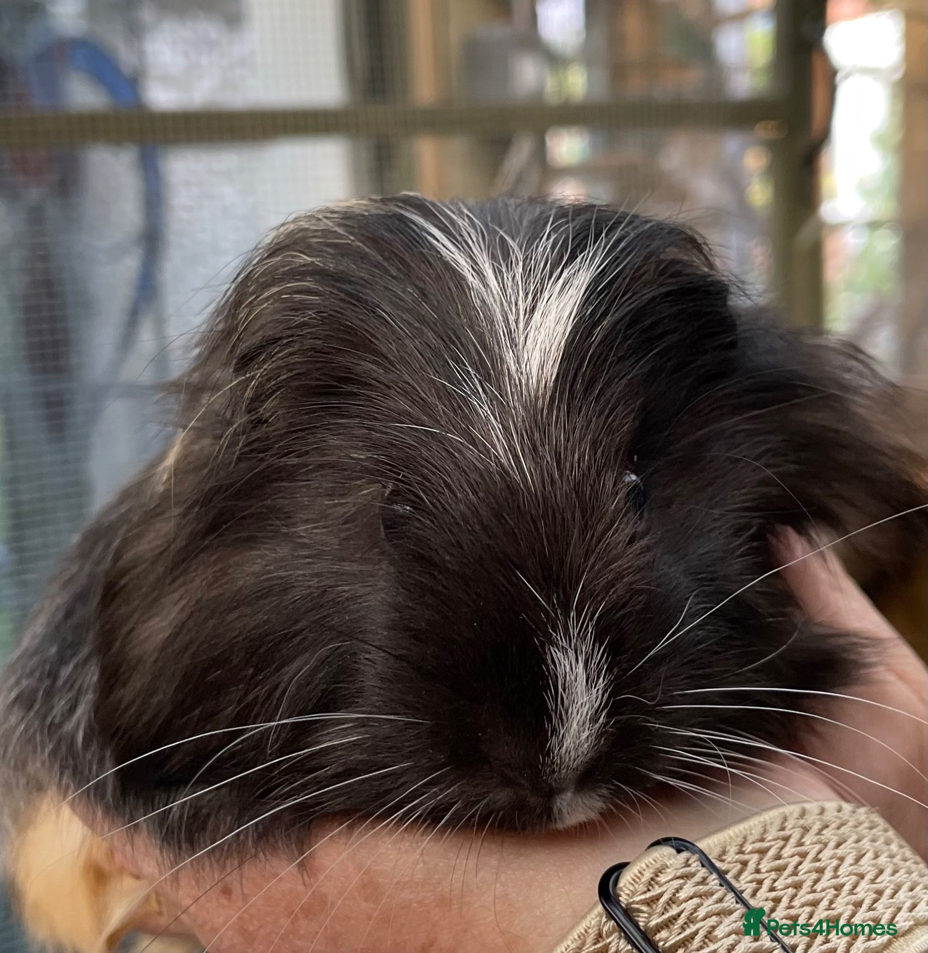 Guinea Pig rodents Bonded pairs of baby guinea pigs  - Advert 21