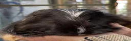 Guinea Pig rodents for sale: Lovely baby guinea pigs  - Advert 9