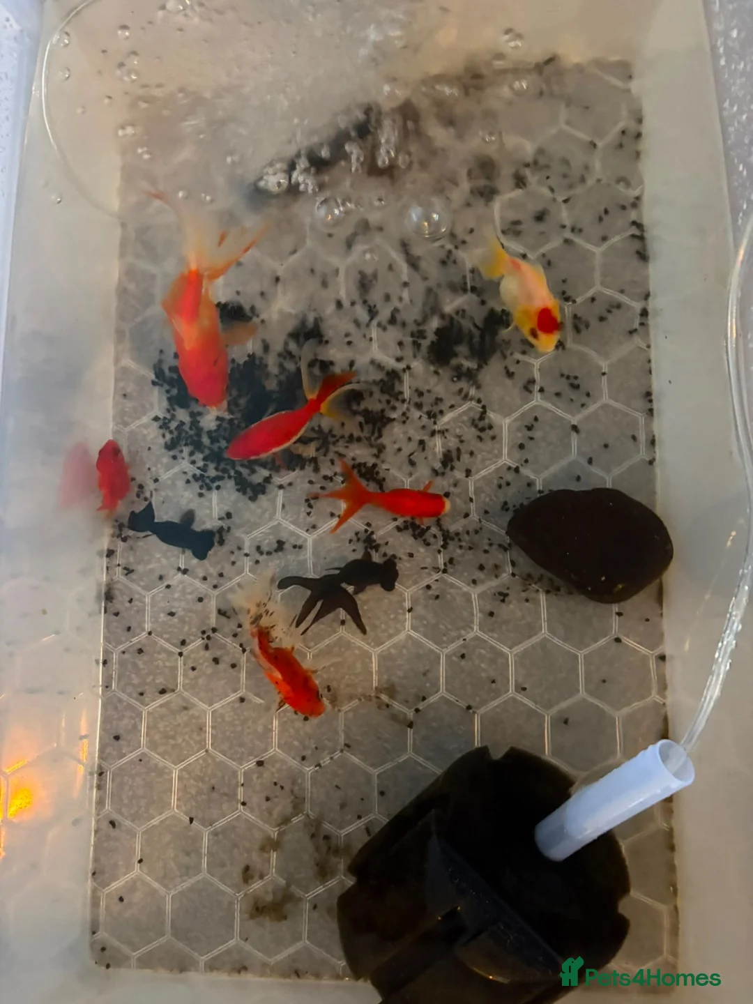 Fancy Goldfish fish for sale: Fancy fish  - Advert 2