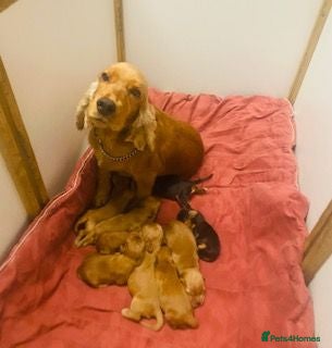 Cocker Spaniel dogs lyncham cocker spaniels - Advert 1