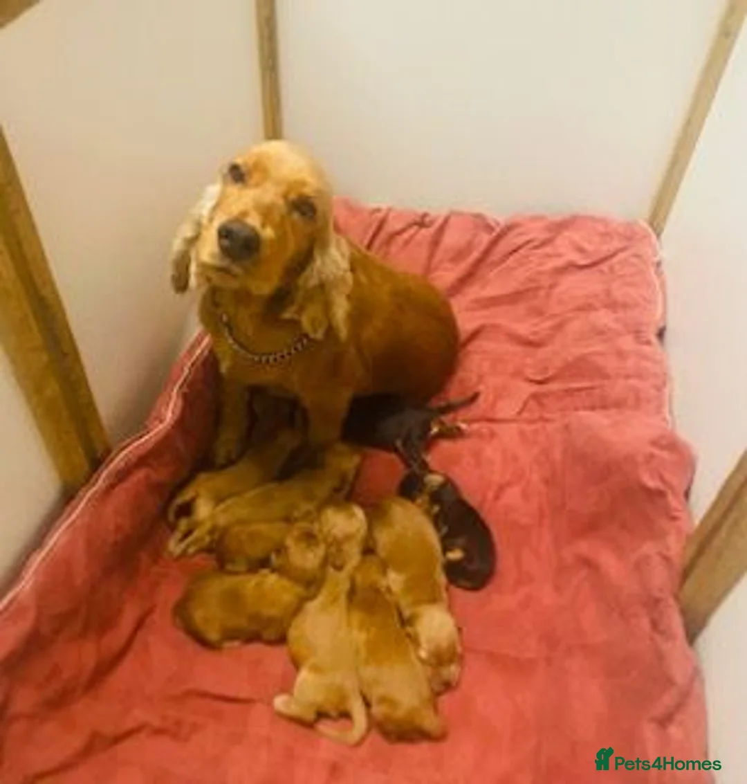 Cocker Spaniel dogs for sale: lyncham cocker spaniels - Advert 1