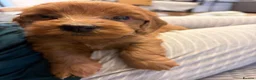 Cockapoo dogs for sale: F2B cockapoo Puppies in Fareham - Advert 4