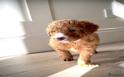 Mixed Breed dogs for sale: Health Tested miniature Goldendoodles  - Image 12