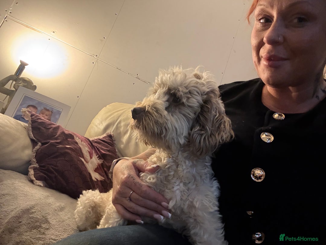 Cockapoo dogs for sale: Beautiful cockapoos - Advert 4