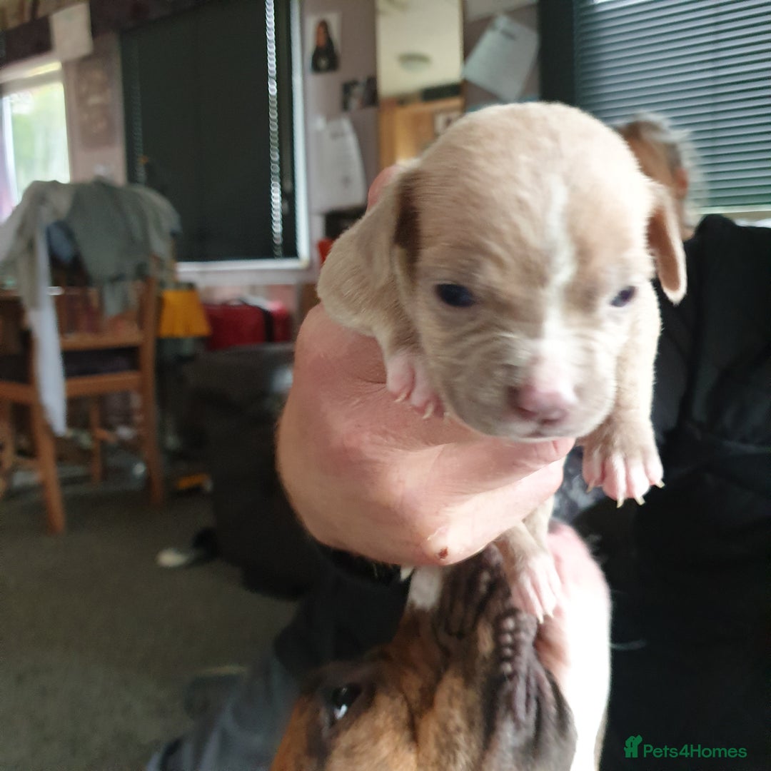 Mixed Breed dogs for sale: Boxer/Staff/Cane Corso Puppies for Sale - Advert 35