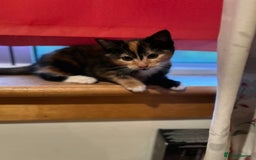 Domestic Shorthair cats for sale: Three beautiful kittens for new homes - Image 3