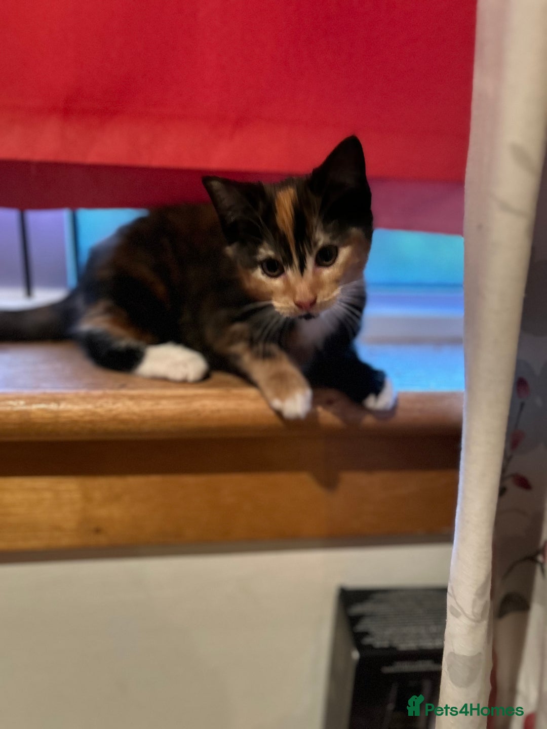 Domestic Shorthair cats for sale: Three beautiful kittens for new homes - Image 3