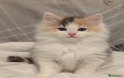 Maine Coon cats for sale: Maine Coon x Ragdoll kittens - Advert 16