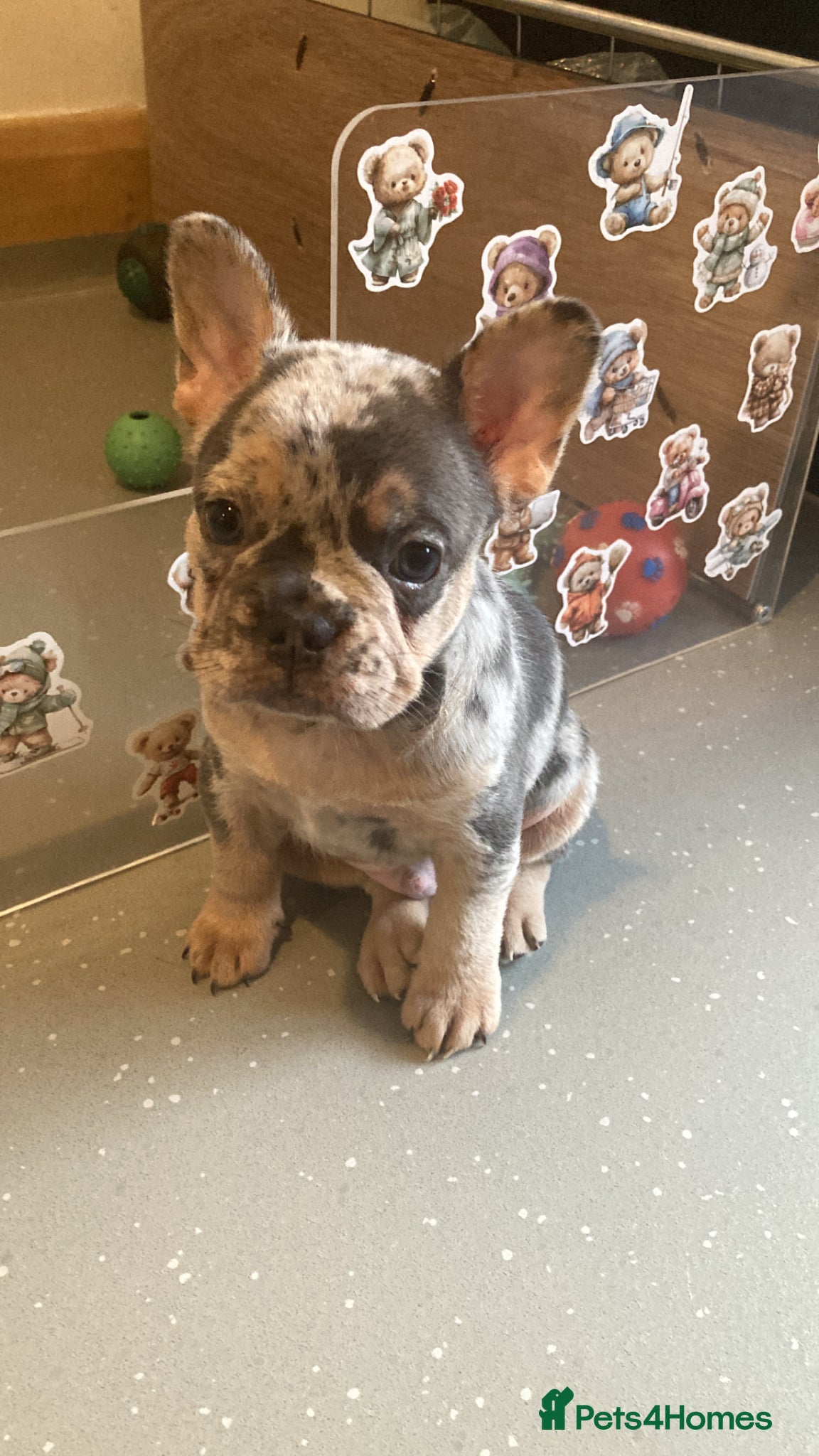 French Bulldog dogs French bulldog puppies  - Advert 4