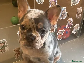 French Bulldog dogs French bulldog puppies - Advert 4