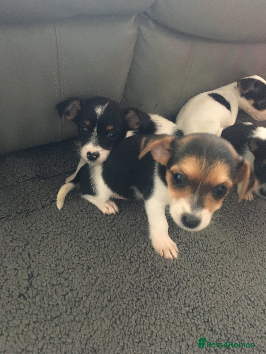 Jack Russell dogs for sale: Jack russell - Image 5