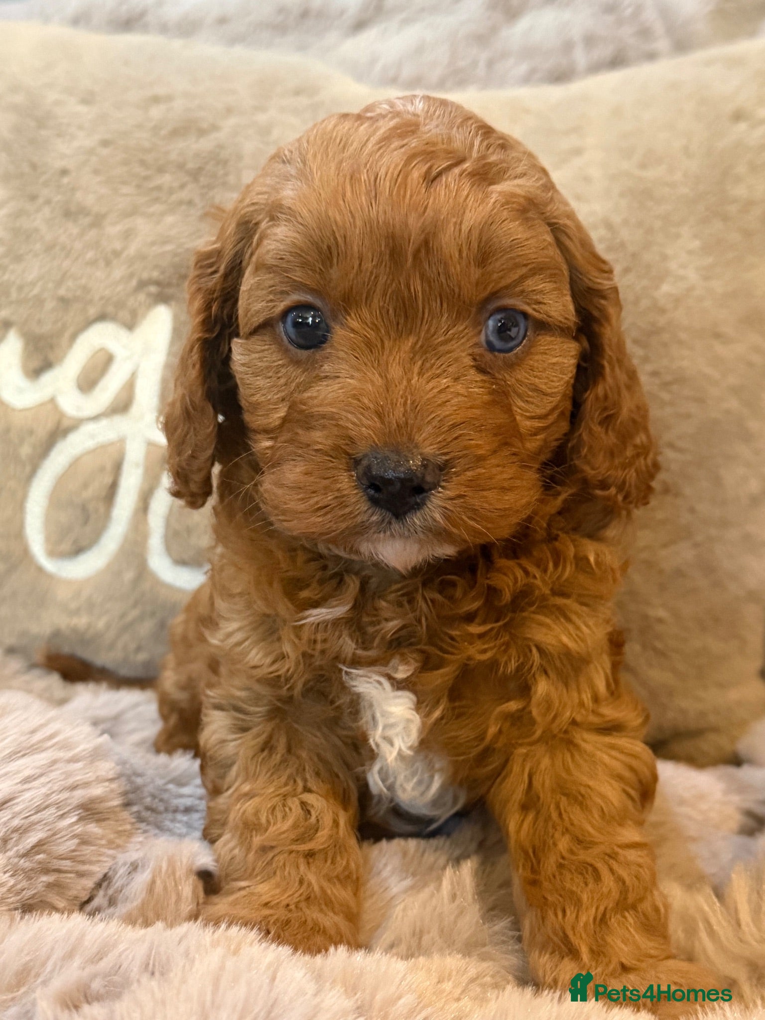 Cavapoo dogs F1 Cavapoo’s with Merles all Girls  - Advert 2