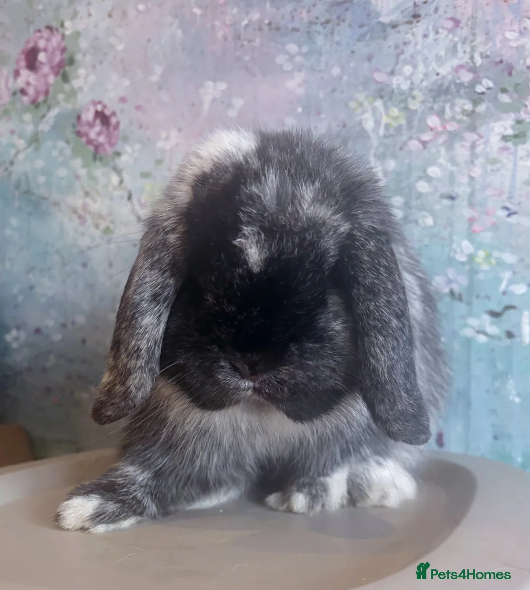 Mini Lop rabbits for sale: Beautiful Black Magpie Mini Lop Buck Available - Advert 4
