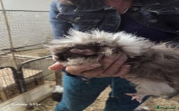 Guinea Pig rodents for sale: Lunkarya Guinea Pig Babies - Image 12