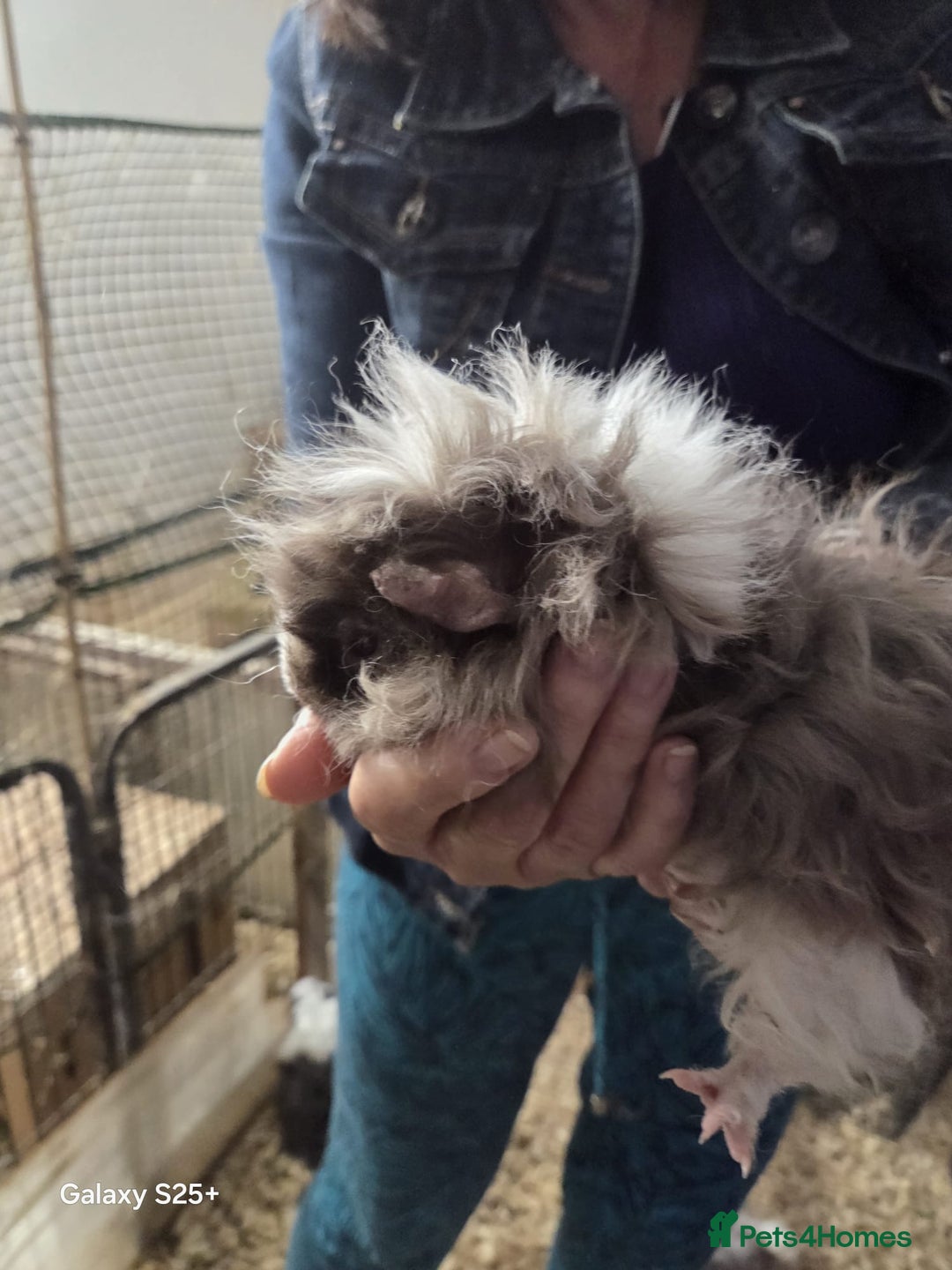 Guinea Pig rodents for sale: Lunkarya Guinea Pig Babies - Image 12