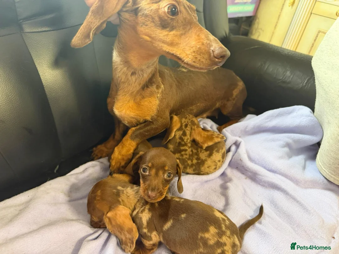 Dachshund dogs for sale: Dachshund puppies - Advert 2