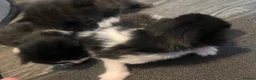 Mixed Breed cats for sale: Beautiful fluffy kittens  - Advert 24