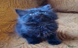 Domestic Shorthair cats for sale: Adorable Kittens Ready for Their Forever Homes - Advert 13
