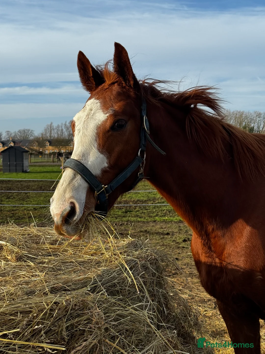 English Thoroughbred horses for sale: Flashy lovely 4yo mare - Advert 2