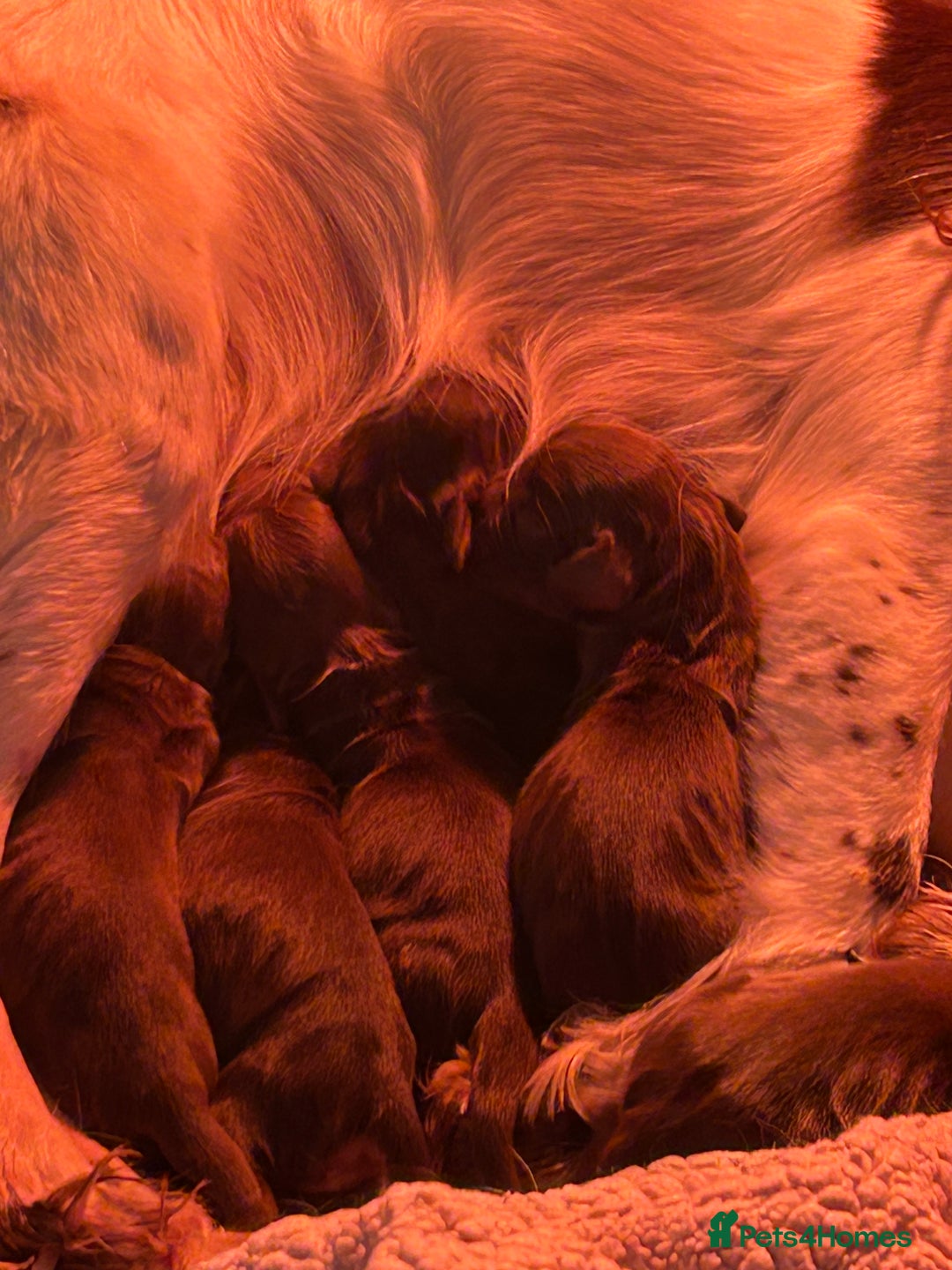 Cocker Spaniel dogs for sale: Stunning Cocker Spaniels 💗 - Advert 6