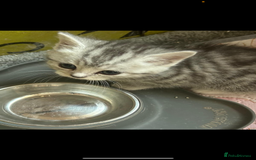 Mixed Breed cats for sale: Exotic mixed breed  - Image 1