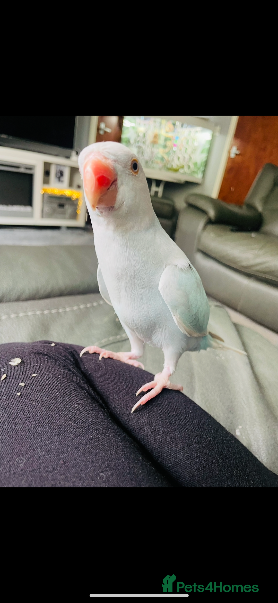 Ringnecks birds for sale:  Beautiful female Ringneck - Image 4